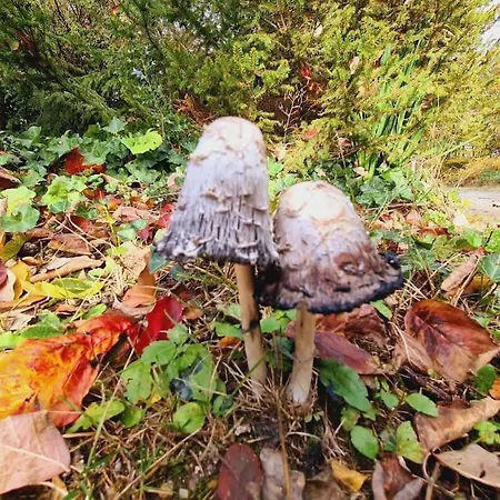 Gemutliches Kuschelnest Lägenhet